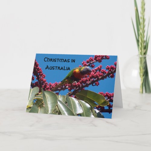 Lorikeet Feeding Christmas in Australia Holiday Card