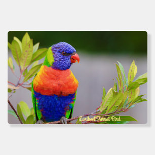 Lorikeet Parrot Bird Decor on Foam Board
