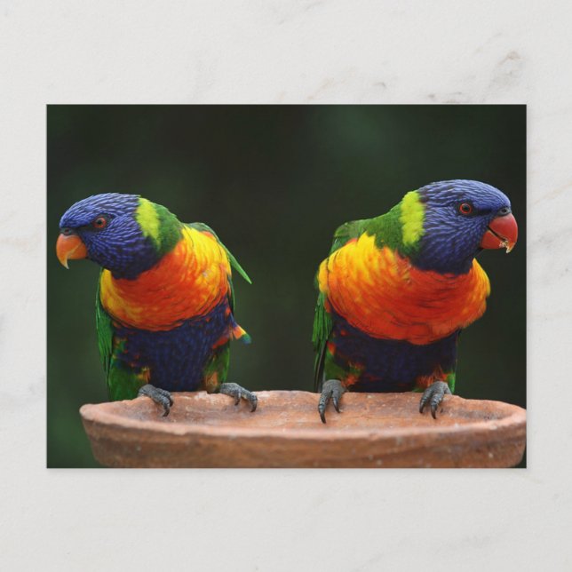 Lorikeet Postcard (Front)