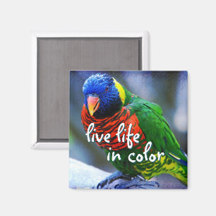 Lorikeet red blue green bird live life in color magnet