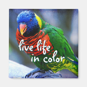 Lorikeet red blue green bird live life in color magnet