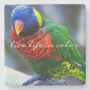 Lorikeet Red Blue Green Bird Live Life in Color Stone Coaster