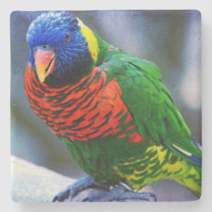 Lorikeet red green yellow blue bird photo modern stone coaster
