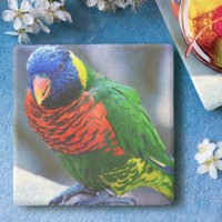 Lorikeet red green yellow blue bird photo modern