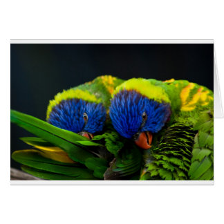 Lorikeets Cards