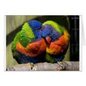 Lorikeets in Love (Front Horizontal)