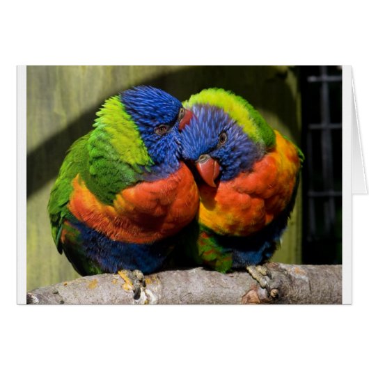 Lorikeets in Love Cards (Front Horizontal)