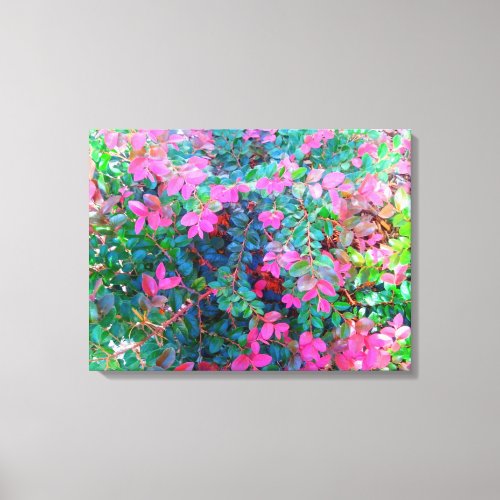 Loropetalum Canvas Print