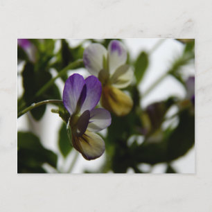 Lorraine's Viola Postcard