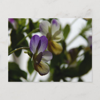 Lorraine's Viola Postcard