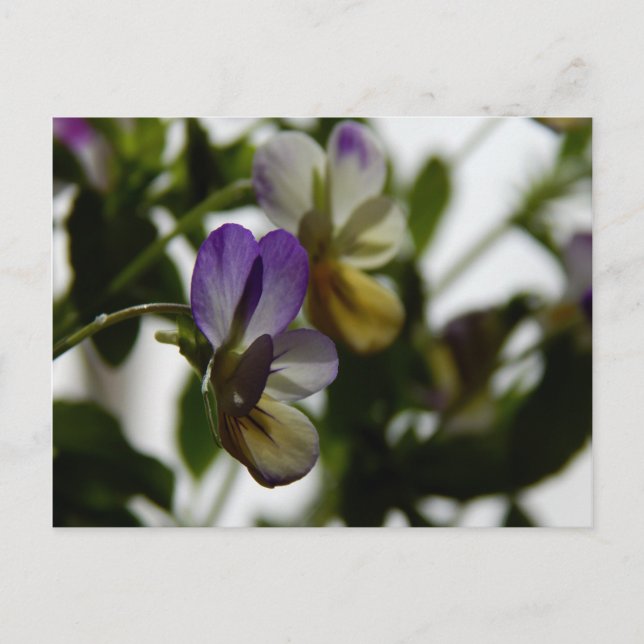 Lorraine's Viola Postcard (Front)