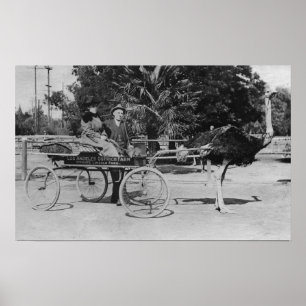 Los Angeles, CA Ostrich Farm Cart Scene Poster