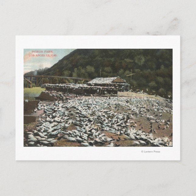 Los Angeles, CaliforniaView of a Pigeon Farm Postcard (Front)