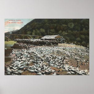 Los Angeles, CaliforniaView of a Pigeon Farm Poster