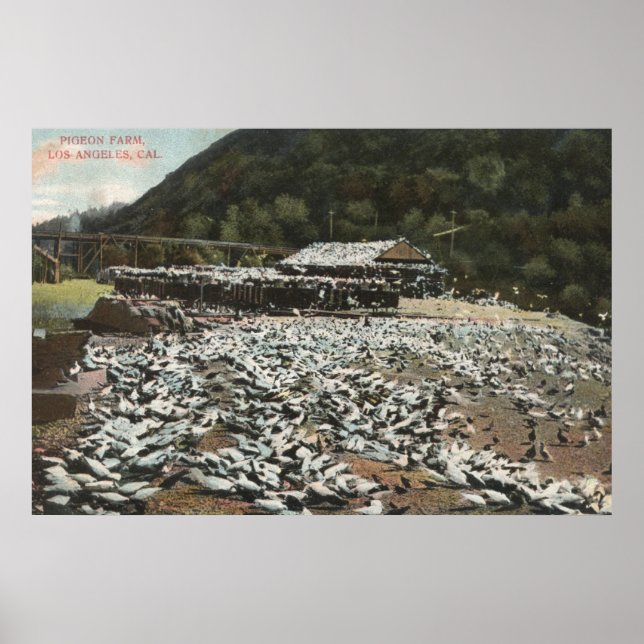 Los Angeles, CaliforniaView of a Pigeon Farm Poster (Front)