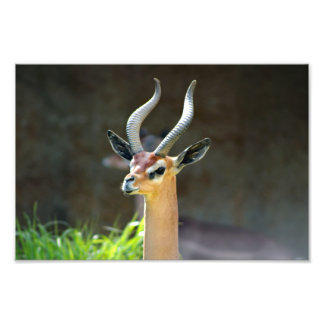 Los Angeles Zoo Photo Print
