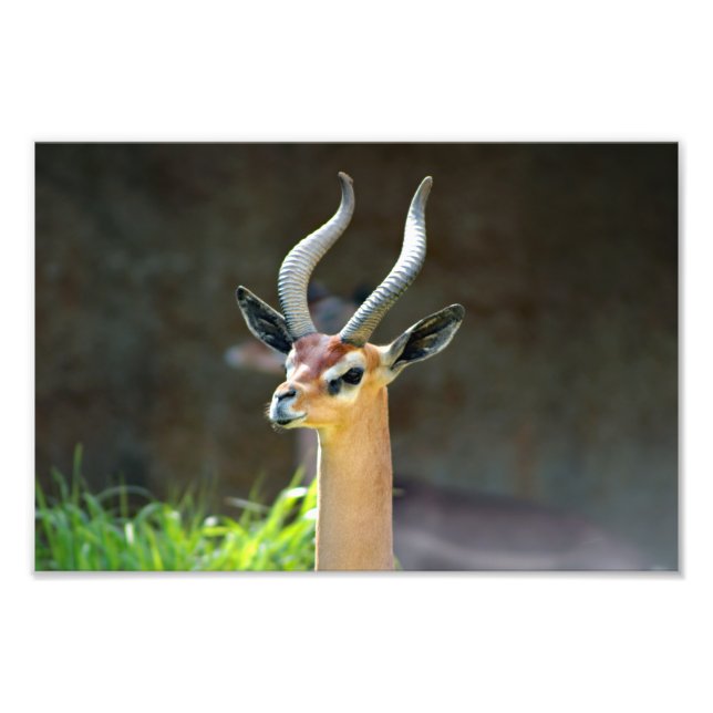 Los Angeles Zoo Photo Print (Front)