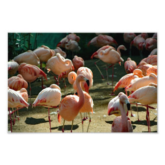 Los Angeles Zoo Photo Print