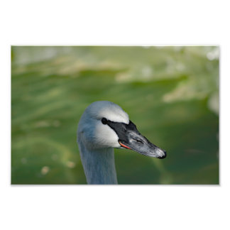 Los Angeles Zoo Photo Print