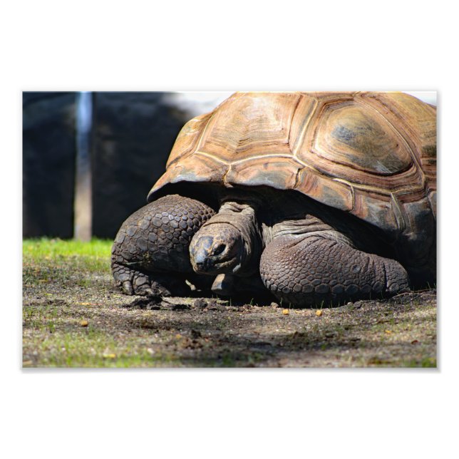 Los Angeles Zoo Photo Print (Front)
