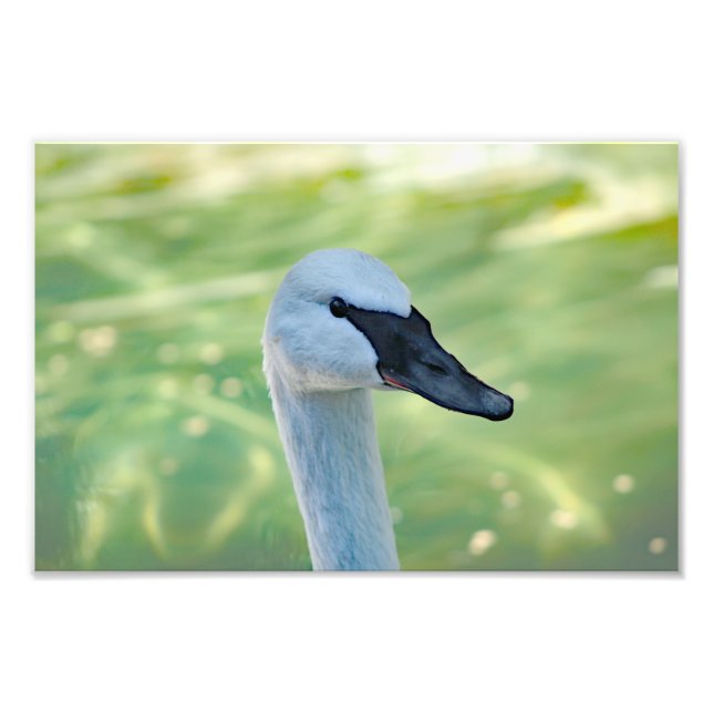 Los Angeles Zoo Photo Print (Front)