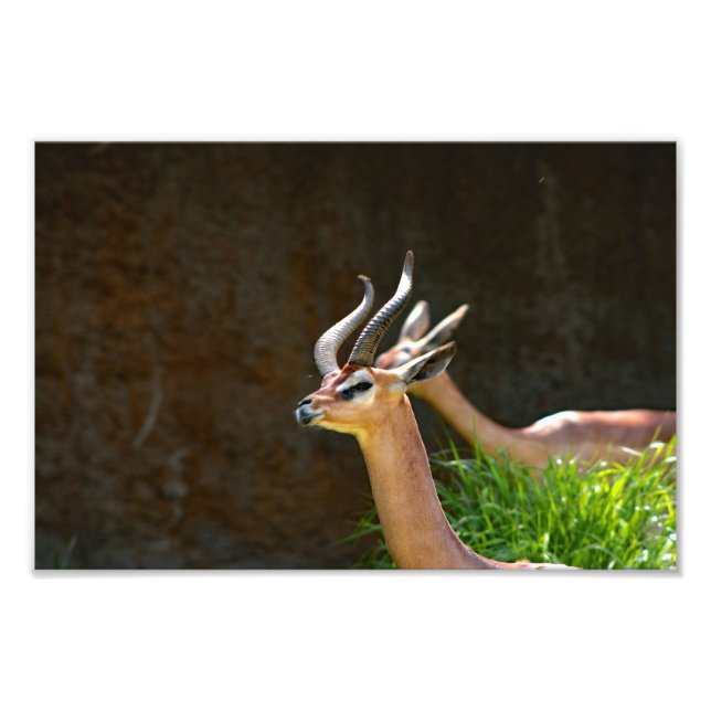 Los Angeles Zoo Photo Print (Front)