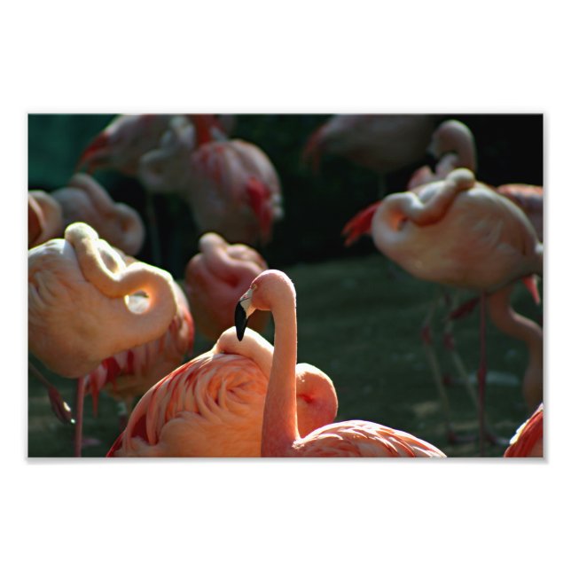 Los Angeles Zoo Photo Print (Front)