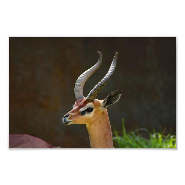 Los Angeles Zoo Photo Print (Front)