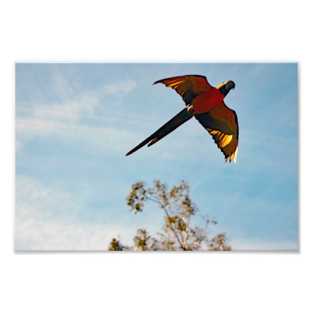 Los Angeles Zoo Photo Print (Front)