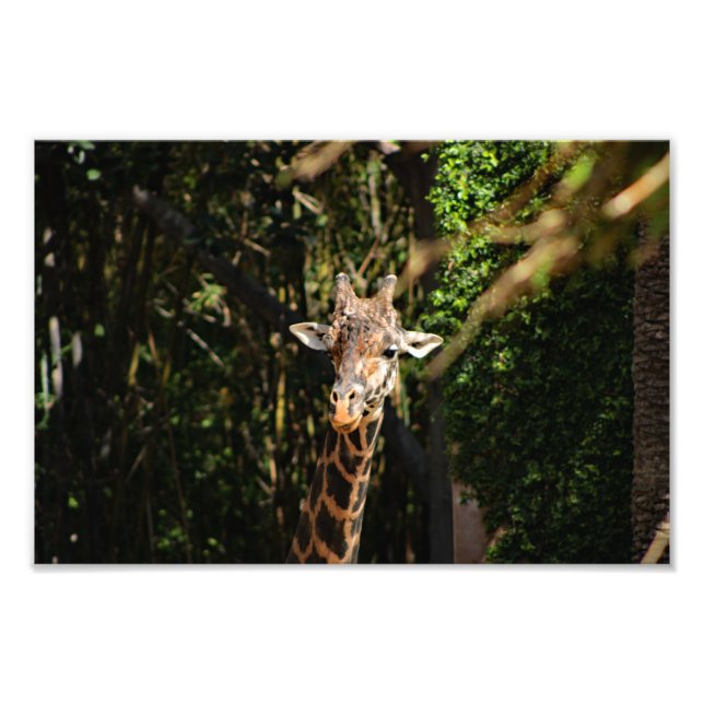 Los Angeles Zoo Photo Print (Front)
