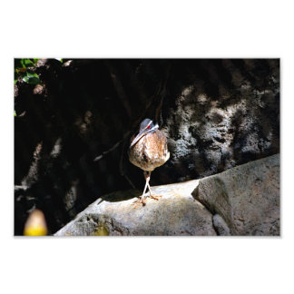 Los Angeles Zoo Photo Print