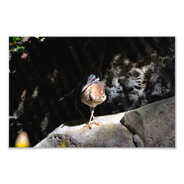 Los Angeles Zoo Photo Print (Front)