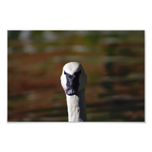 Los Angeles Zoo Photo Print (Front)