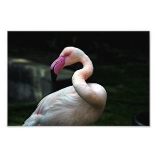 Los Angeles Zoo Photo Print