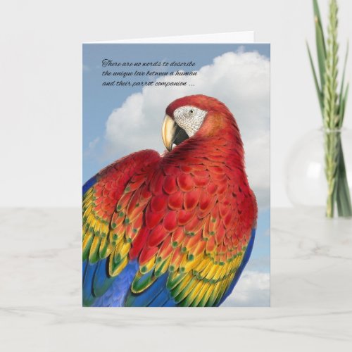 Loss of a Bird Pet Sympathy Rainbow Macaw Parrot Card