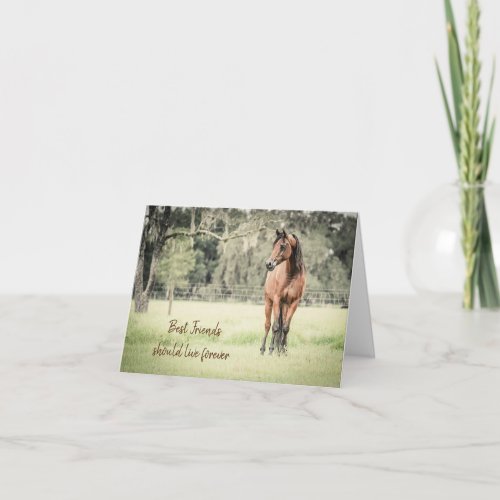 Loss of Horse Arabian Custom Message Sympathy Card