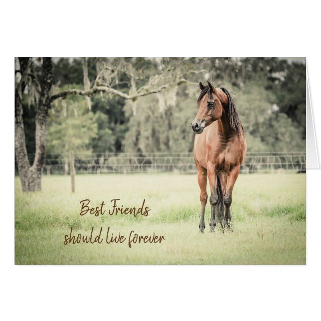 Loss of Horse Arabian Horse Sympathy Card (Front Horizontal)