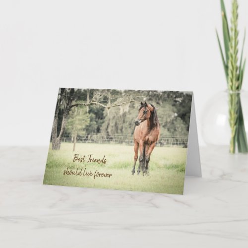 Loss of Horse Arabian Your Message Sympathy Card