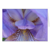 Lost in a Dream (Front Horizontal)