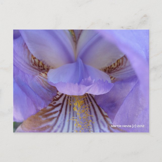 Lost in a Dream Postcard (Front)