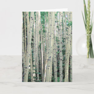 Lost in the Aspens - Blank Inside Greeting Card