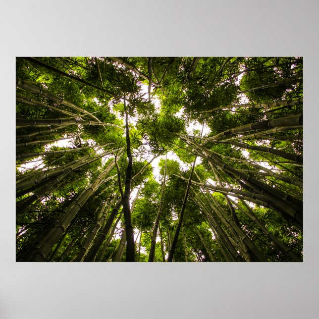 Lost In The Bamboo Poster (Front)