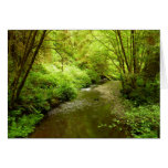 Lost Man Creek I at Redwood National Park