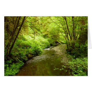 Lost Man Creek I at Redwood National Park