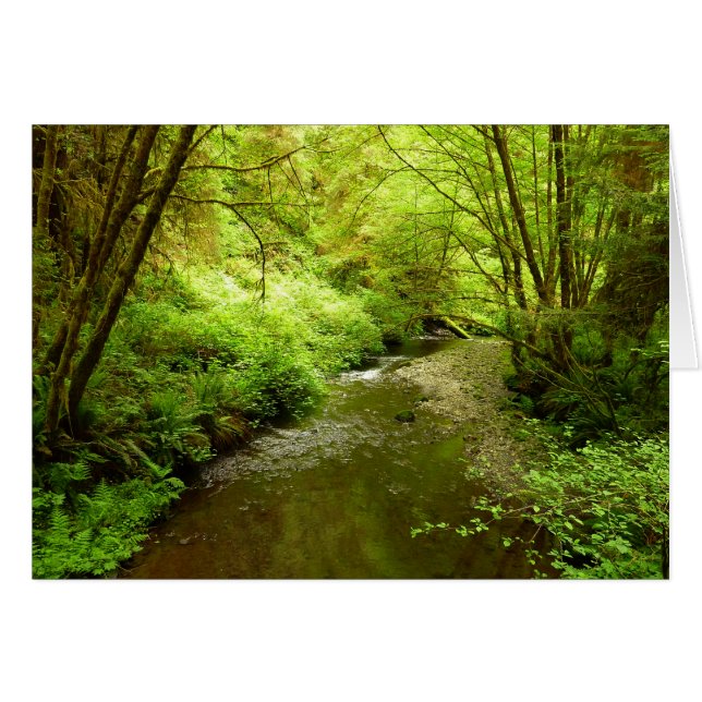 Lost Man Creek I at Redwood National Park Cards (Front Horizontal)
