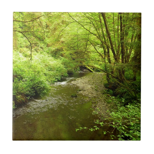 Lost Man Creek I at Redwood National Park Ceramic Tile (Front)