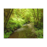 Lost Man Creek I at Redwood National Park Postcard