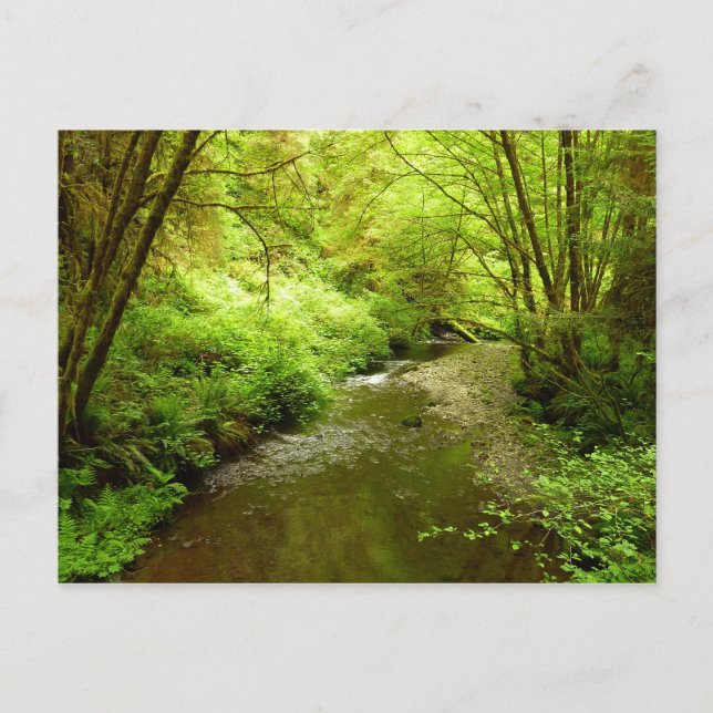 Lost Man Creek I at Redwood National Park Postcard (Front)