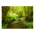 Lost Man Creek I at Redwood National Park Poster
