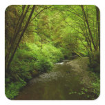Lost Man Creek I at Redwood National Park Square Sticker